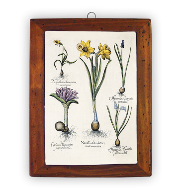 Narcissus, Colchicum, Hyacintus