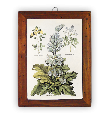 Jasminum, Acanthus